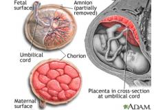 Placenta functiile rolul si importanta ei in sarcina