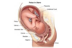 anexele embrionare in sarcina