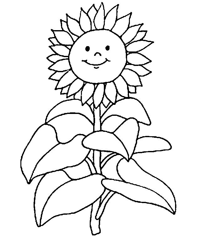 Floarea Soarelui Planse De Colorat Planse De Colorat
