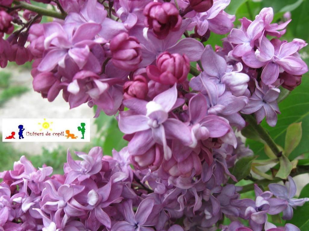 Imagini si poze cu flori de liliac pentru wallpaper avatar desktop felicitari