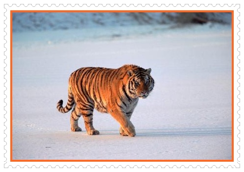 Tigrul animal salbatic