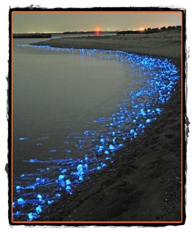 Secretele bioluminiscentei