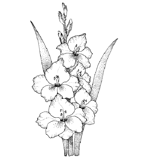 Gladiole planse de colorat