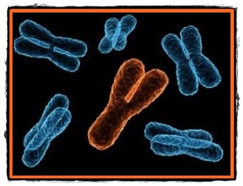Sexul copilului aflarea si determinarea cromozomiala